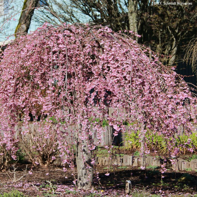 Zierkirsche Pink Cascade - Prunus (Hafen)