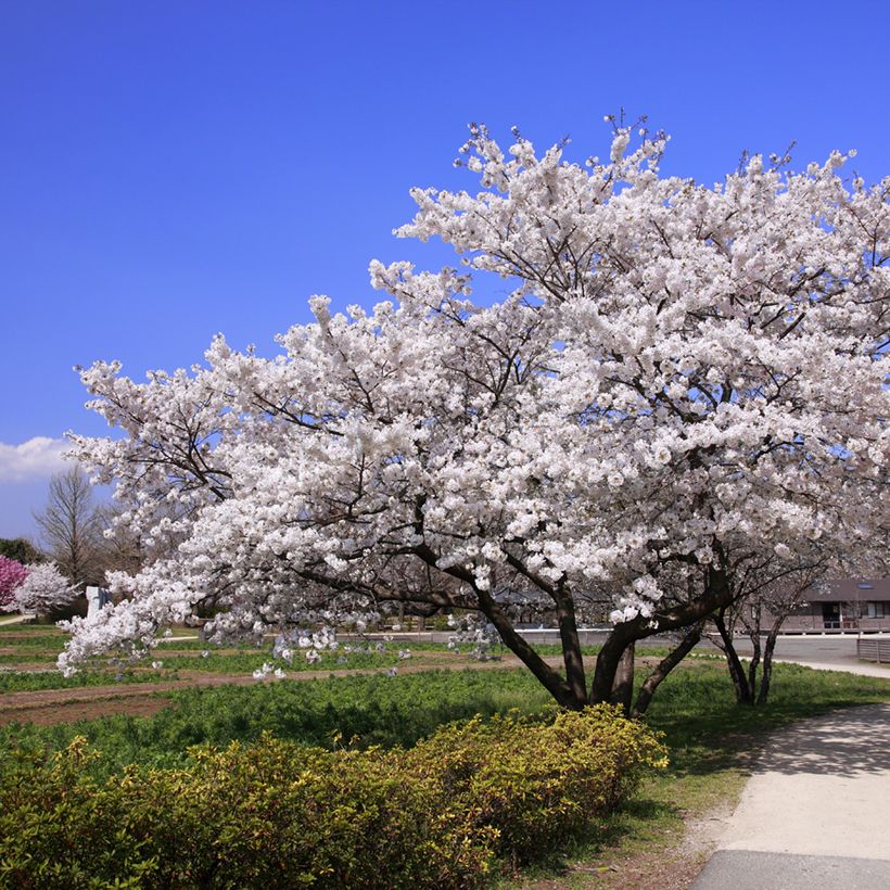 Yoshino-Kirsche - Prunus yedoensis (Hafen)