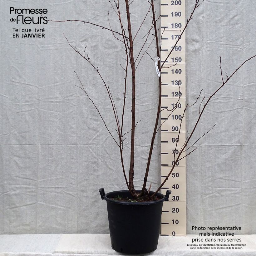 Exemplar von Yoshino-Kirsche - Prunus yedoensis wie im Winter geliefert