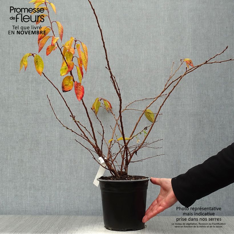 Exemplar von Cerisier à fleurs d'automne - Prunus subhirtella  Autumnalis Rosea en pot de 4L/5L wie im Herbst geliefert