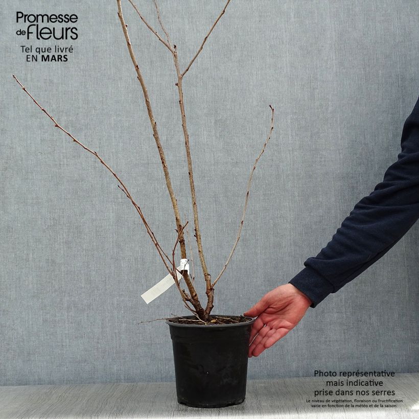 Exemplar von Cerisier à fleurs du Japon - Prunus Accolade en pot de 4.5L wie im Winter geliefert