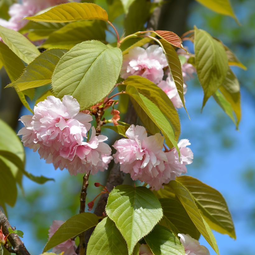 Zierkirsche Kanzan - Prunus serrulata (Laub)