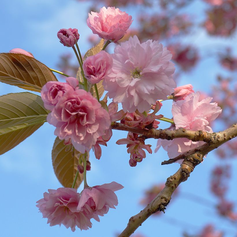 Zierkirsche Kanzan - Prunus serrulata (Blüte)