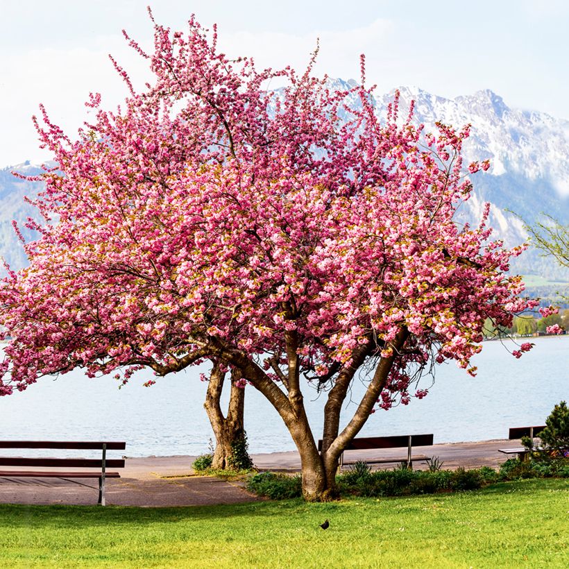 Zierkirsche Kanzan - Prunus serrulata (Hafen)