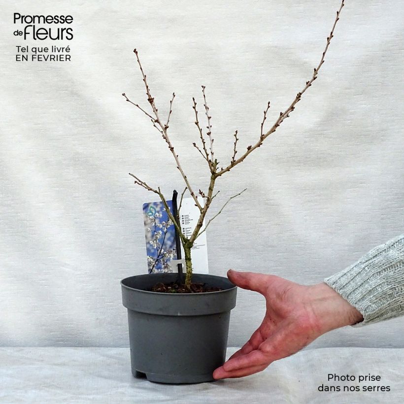 Exemplar von Cerisier à fleurs du Japon nain - Prunus incisa Yamadei Pot de 2L/3L wie im Winter geliefert