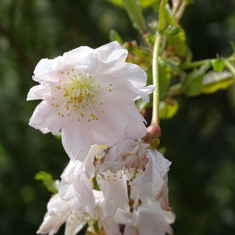 Fuji-Kirsche Oshidori - Prunus incisa (Blüte)