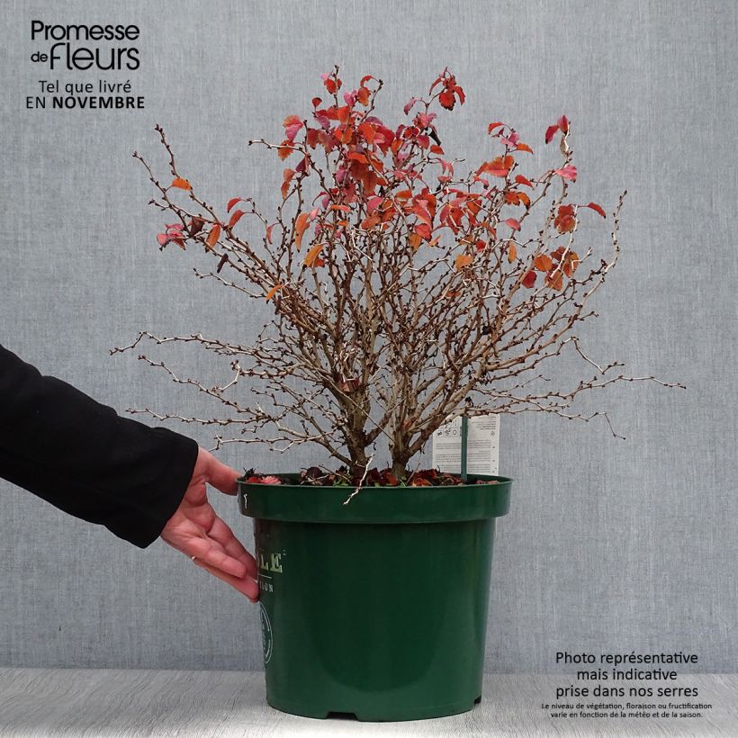 Exemplar von Cerisier à fleurs nain du Japon - Prunus incisa Kojo-No-Mai 40/60cm en pot de 7.5L wie im Herbst geliefert