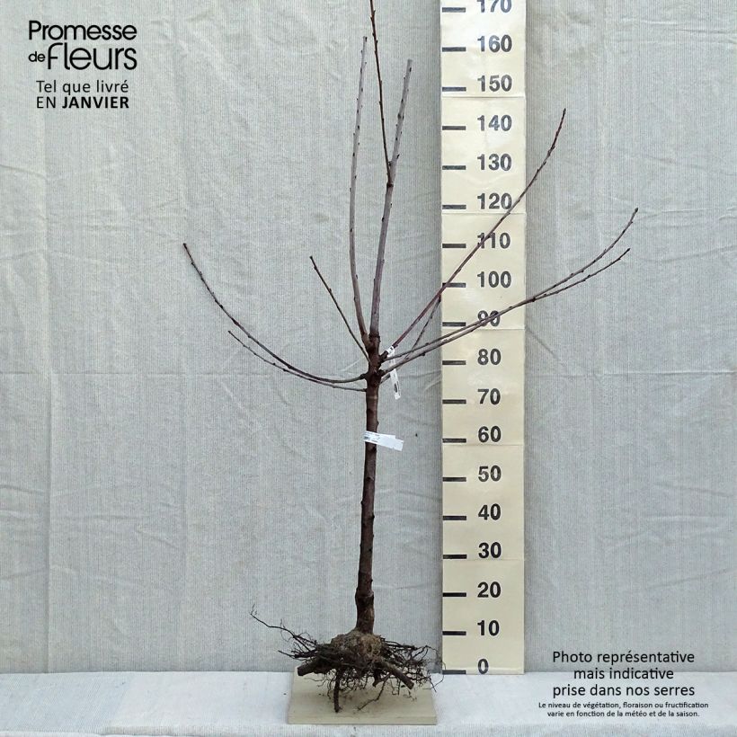 Exemplar von Süßkirsche Bigalise 'enjidel' - Prunus avium wie im Winter geliefert