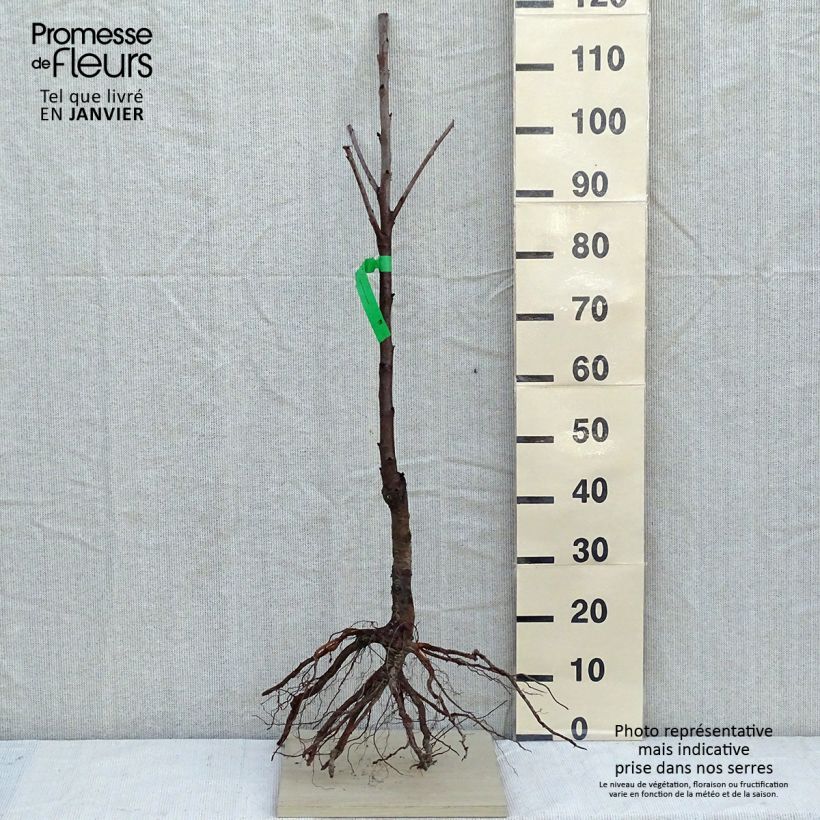 Exemplar von Süßkirsche Burlat - Prunus avium wie im Winter geliefert