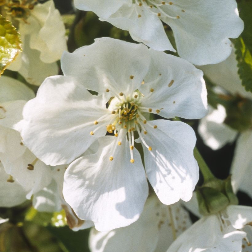 Süßkirsche Marmotte Bio - Prunus avium (Blüte)