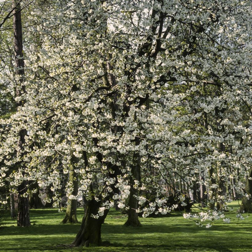 Süßkirsche Marmotte Bio - Prunus avium (Hafen)