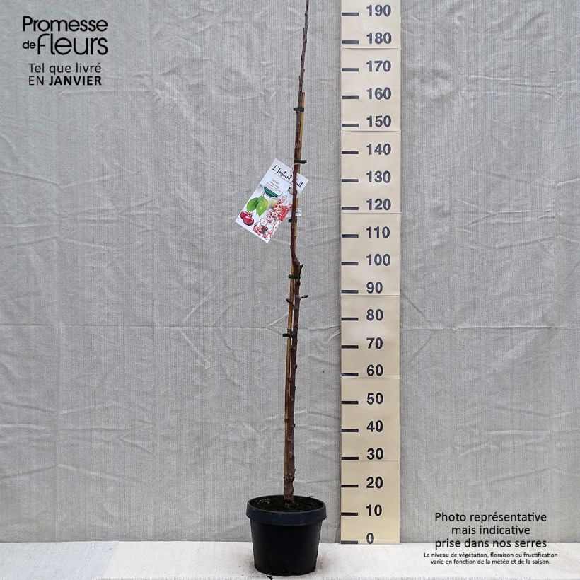 Exemplar von Cerisier colonnaire Hong Kong - Prunus cerasus Pot de 6L/7L wie im Winter geliefert