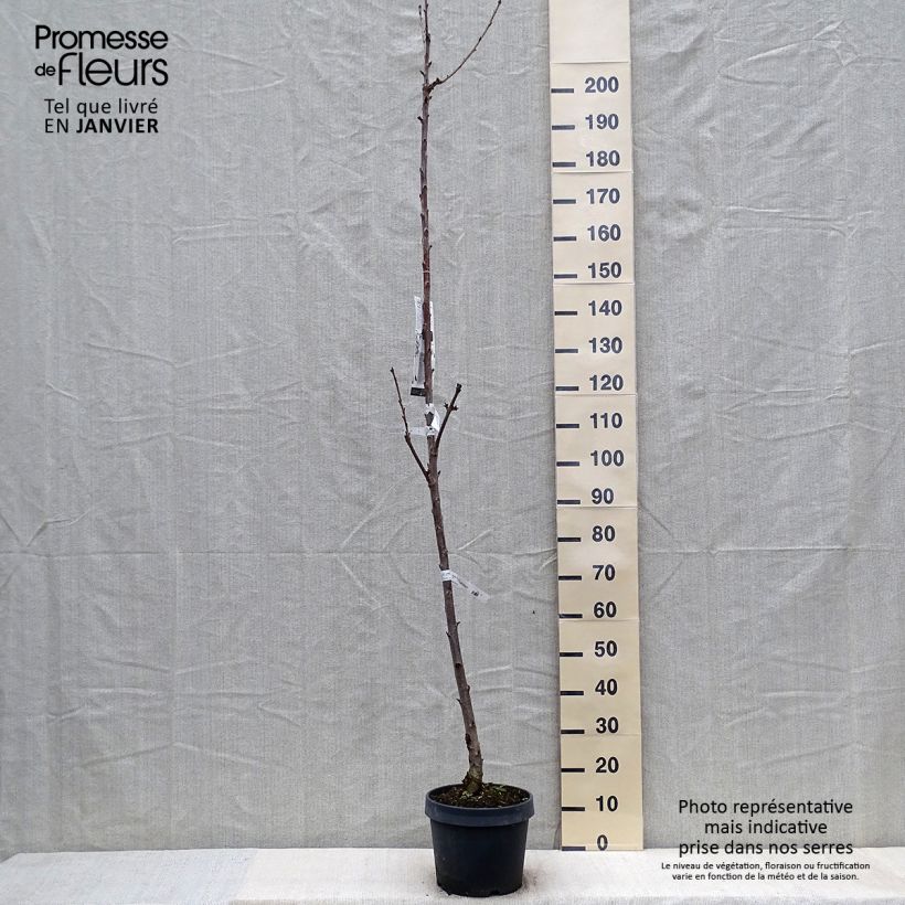 Exemplar von Cerisier colonnaire Shangai - Prunus cerasus Pot de 6L/7L wie im Winter geliefert