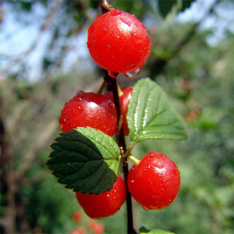 Süßkirsche Sylvia - Prunus avium (Ernte)