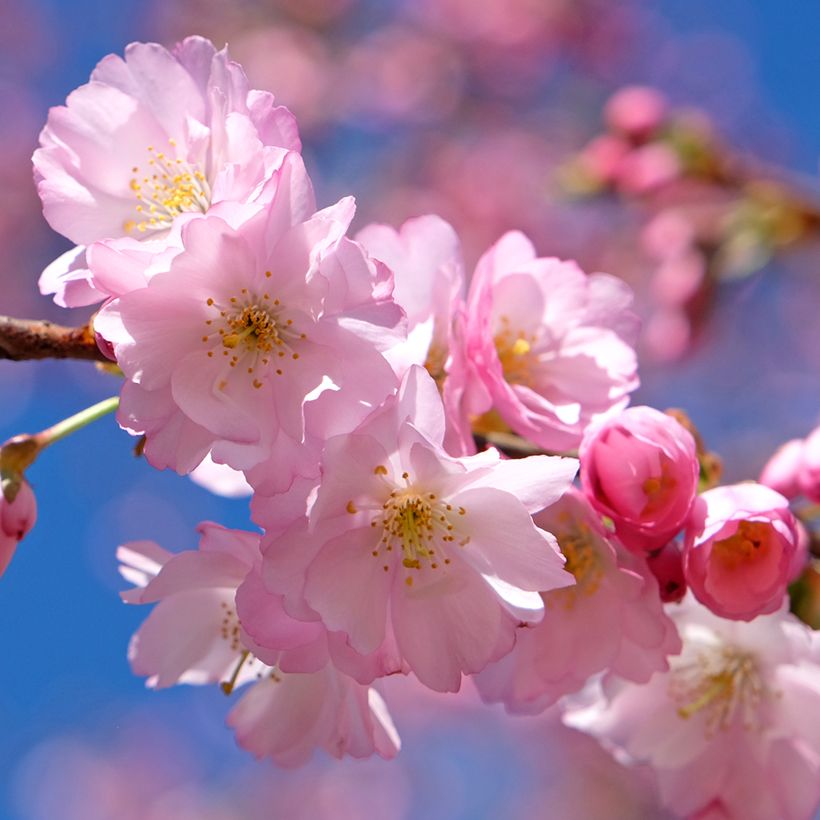 Zierkirsche Accolade - Prunus (Blüte)