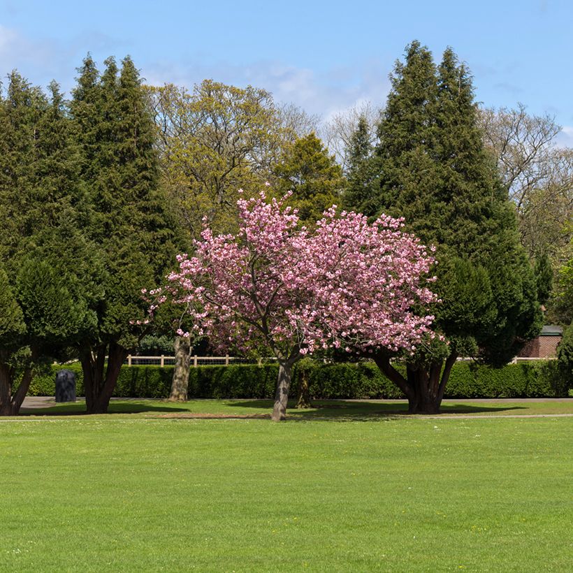 Zierkirsche Accolade - Prunus (Hafen)