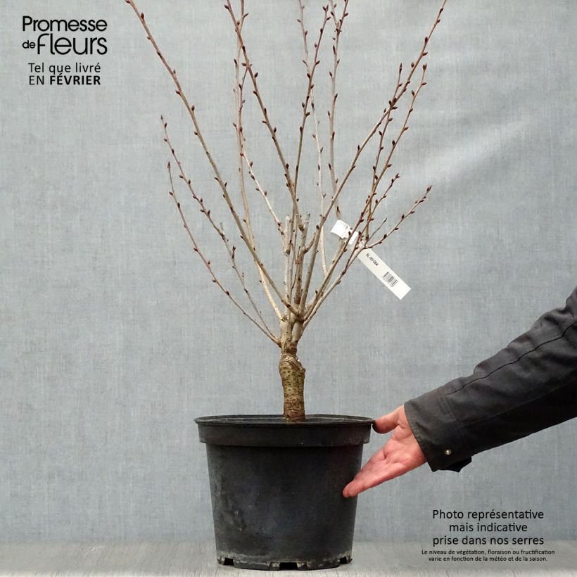 Exemplar von Cerisier du Japon - Prunus serrulata Kanzan 80/100 en pot de 10L wie im Winter geliefert