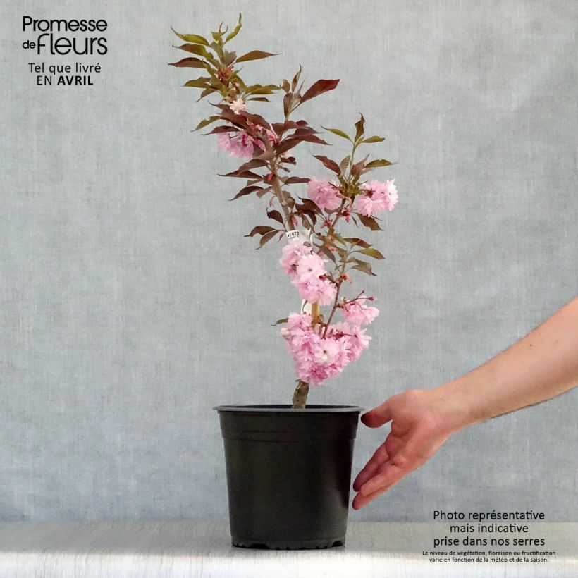 Exemplar von Zierkirsche Royal Burgundy - Prunus serrulata Topf mit 4L/5LGelieferte Höhe ca. 60/80cm wie im Frühjahr geliefert