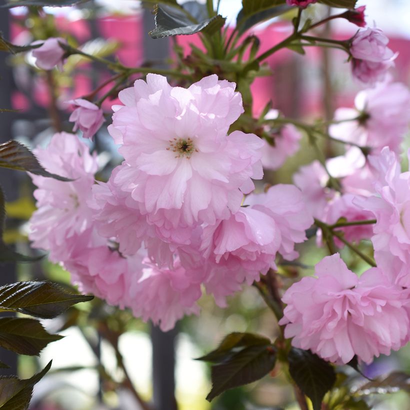 Zierkirsche Royal Burgundy - Prunus serrulata (Blüte)