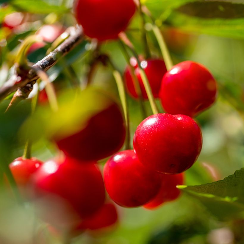 Sauerkirsche Griottier de la Toussaint Bio - Prunus cerasus var. semperflorens (Ernte)