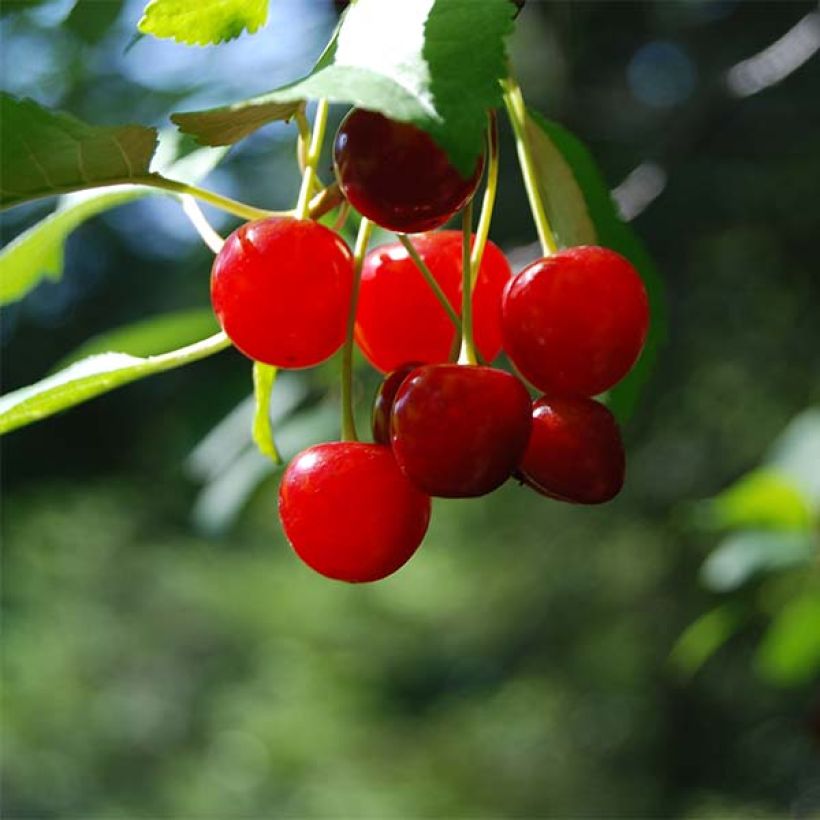 Zwerg-Kirschbaum Cherry Boop - Prunus (Ernte)