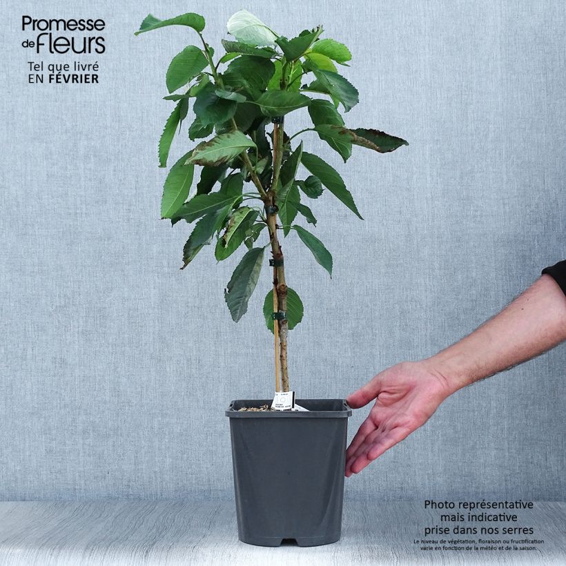 Exemplar von Cerisier nain Fruit Me Cherry Me Burlat Pot de 4L wie im Herbst geliefert