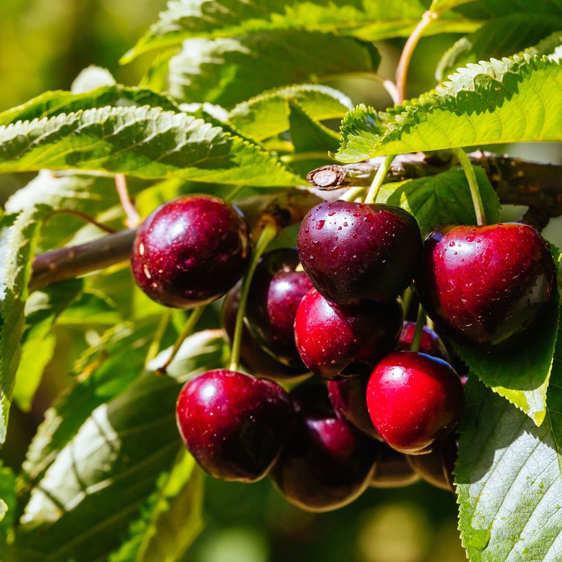 Sauerkirsche Fruit Me Cherry Me Lapins - Prunus cerasus (Ernte)