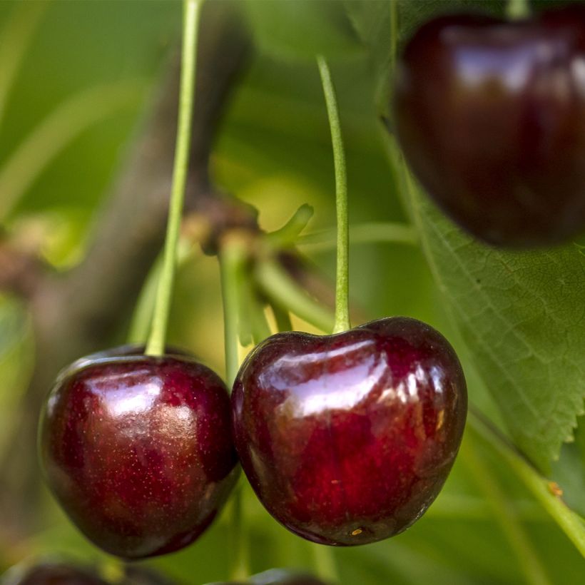 Sauerkirsche Fruit Me Cherry Me - Prunus cerasus (Ernte)