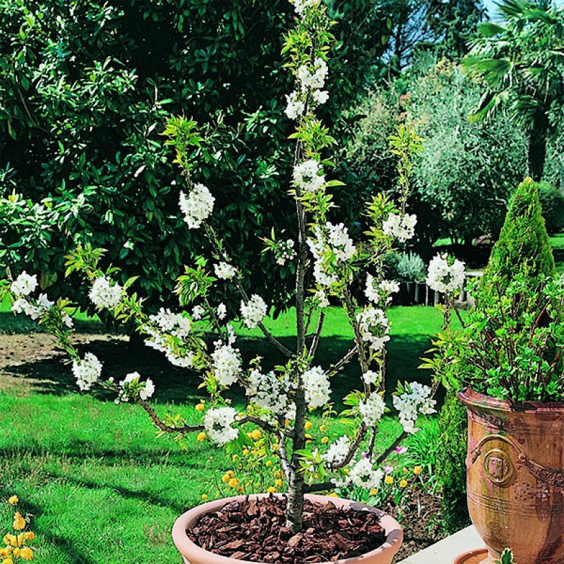 Süßkirsche Garden Bing - Prunus avium (Blüte)