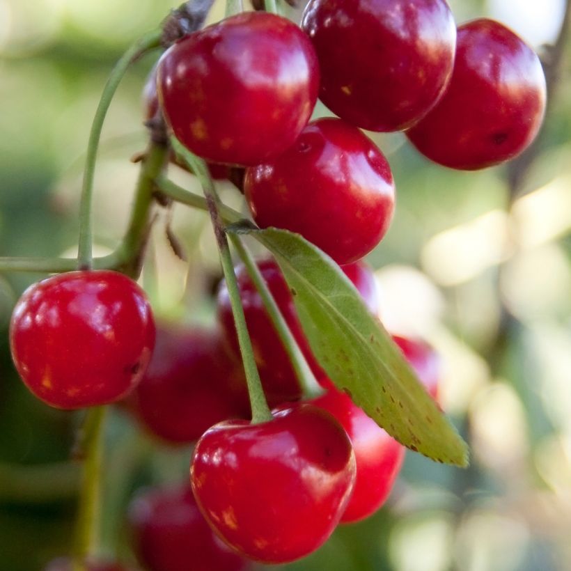 Sauerkirsche Griotella Frumi - Prunus cerasus (Ernte)