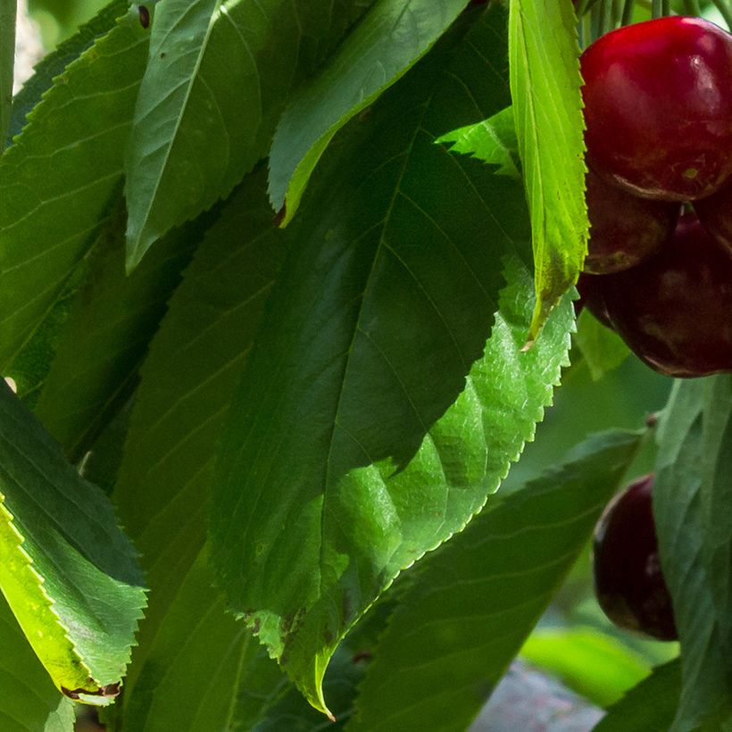 Sauerkirsche Stella Bio - Prunus cerasus (Laub)