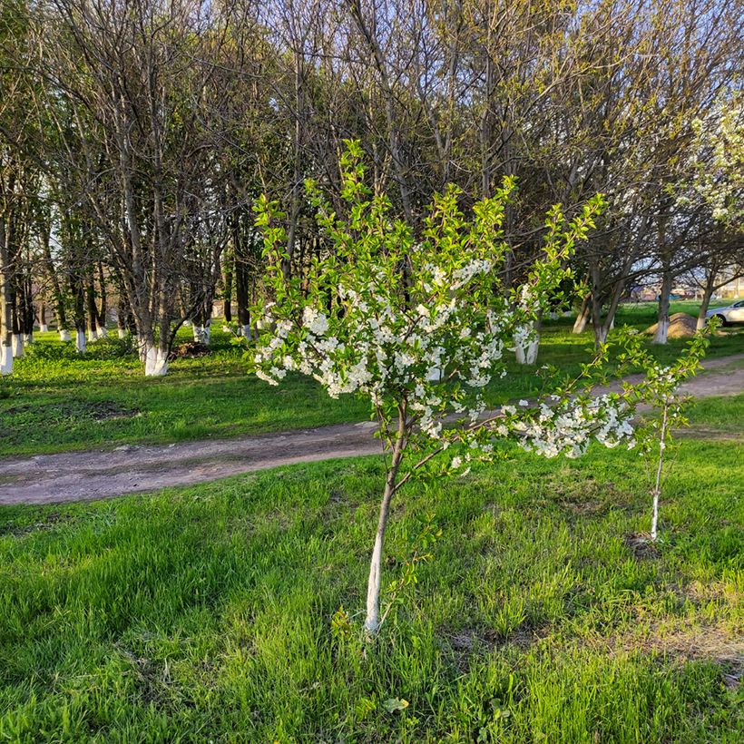 Sauerkirsche Stella Bio - Prunus cerasus (Hafen)