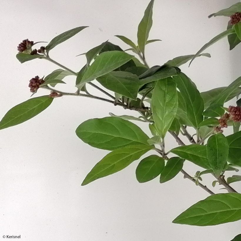 Cestrum elegans Rubrum - Hammerstrauch (Laub)