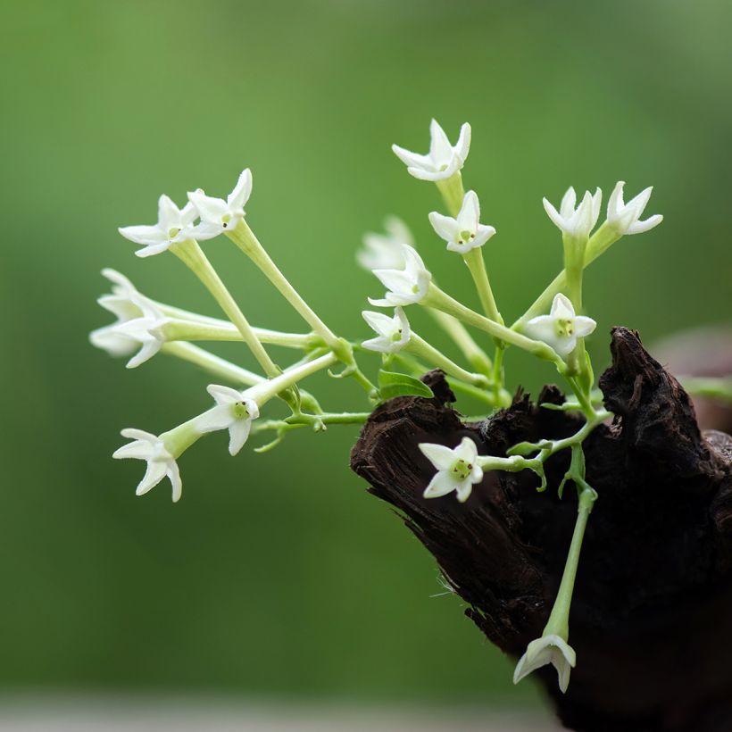 Cestrum nocturnum - Hammerstrauch (Blüte)