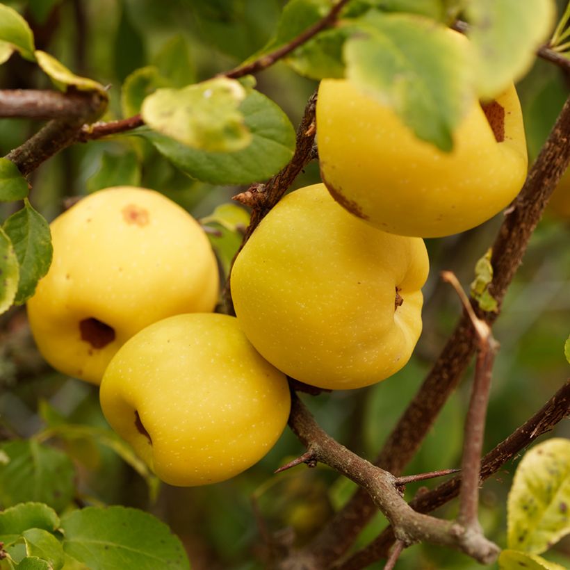 Chaenomeles cathayensis - Großfrüchtige Zierquitte (Ernte)