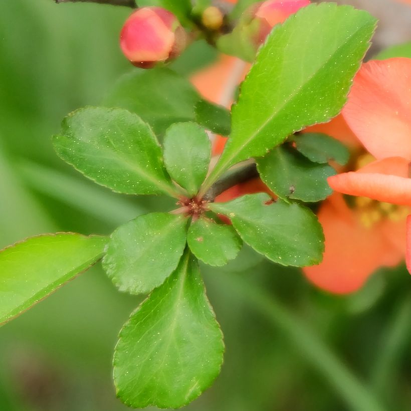 Japanische Zierquitte - Chaenomeles japonica (Laub)