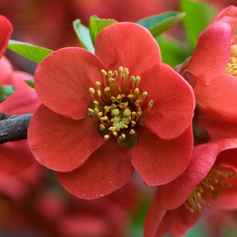 Japanische Zierquitte - Chaenomeles japonica (Blüte)