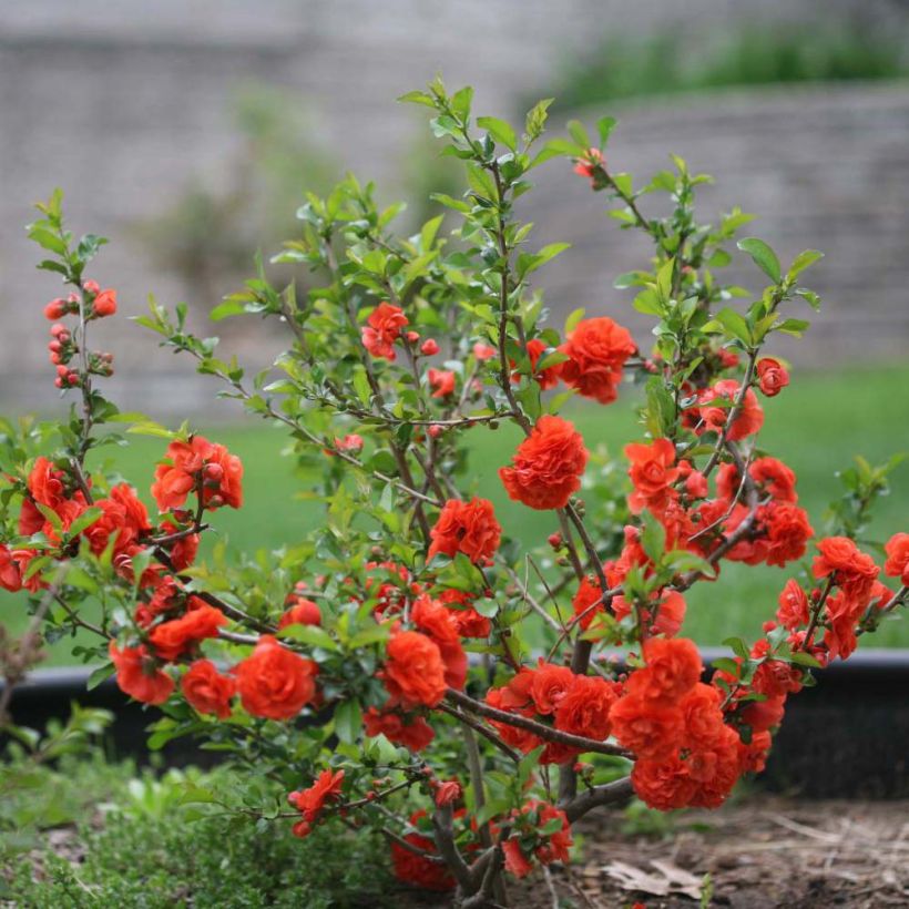 Zierquitte Orange Storm - Chaenomeles speciosa (Hafen)