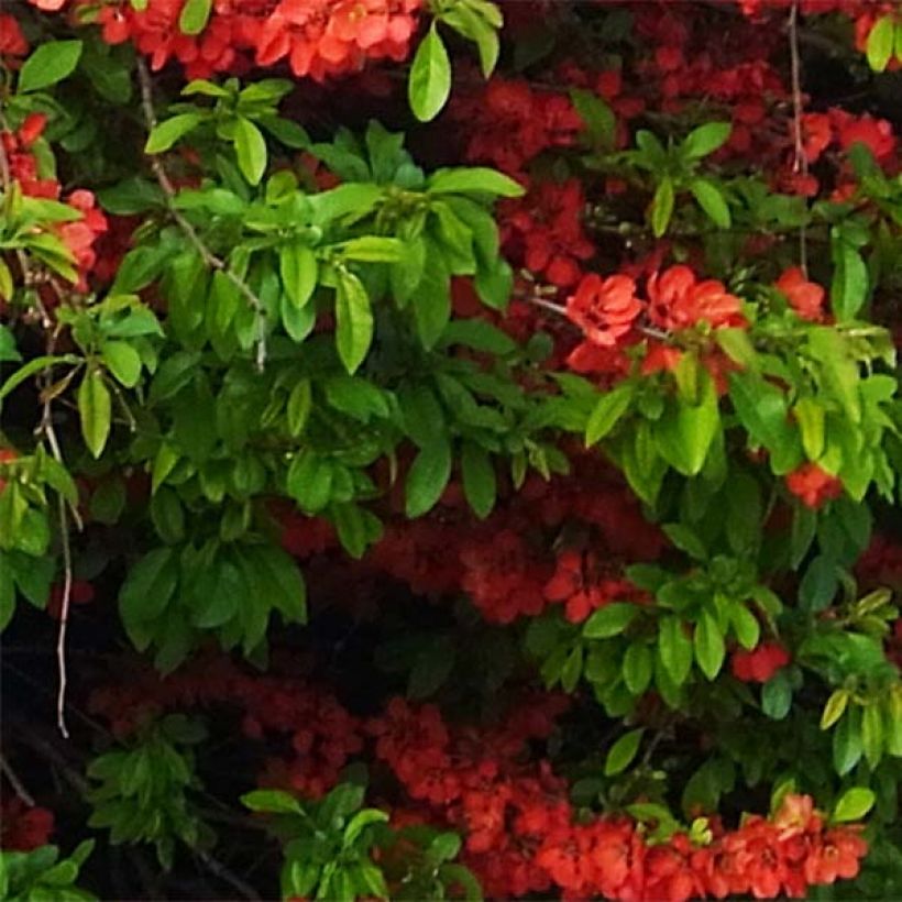 Zierquitte Rubra - Chaenomeles speciosa (Laub)