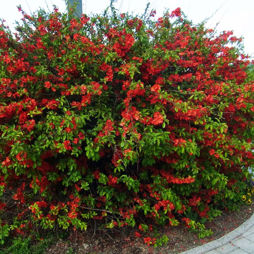 Zierquitte Rubra - Chaenomeles speciosa (Hafen)