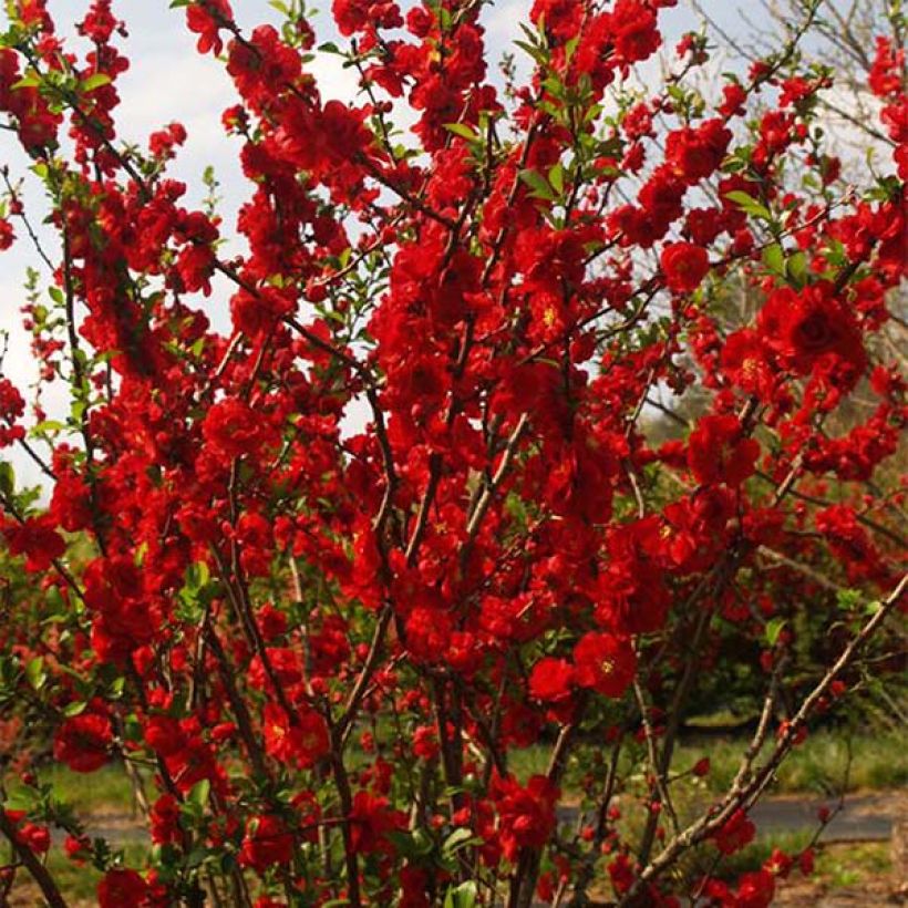 Zierquitte Scarlet Storm - Chaenomeles speciosa (Hafen)