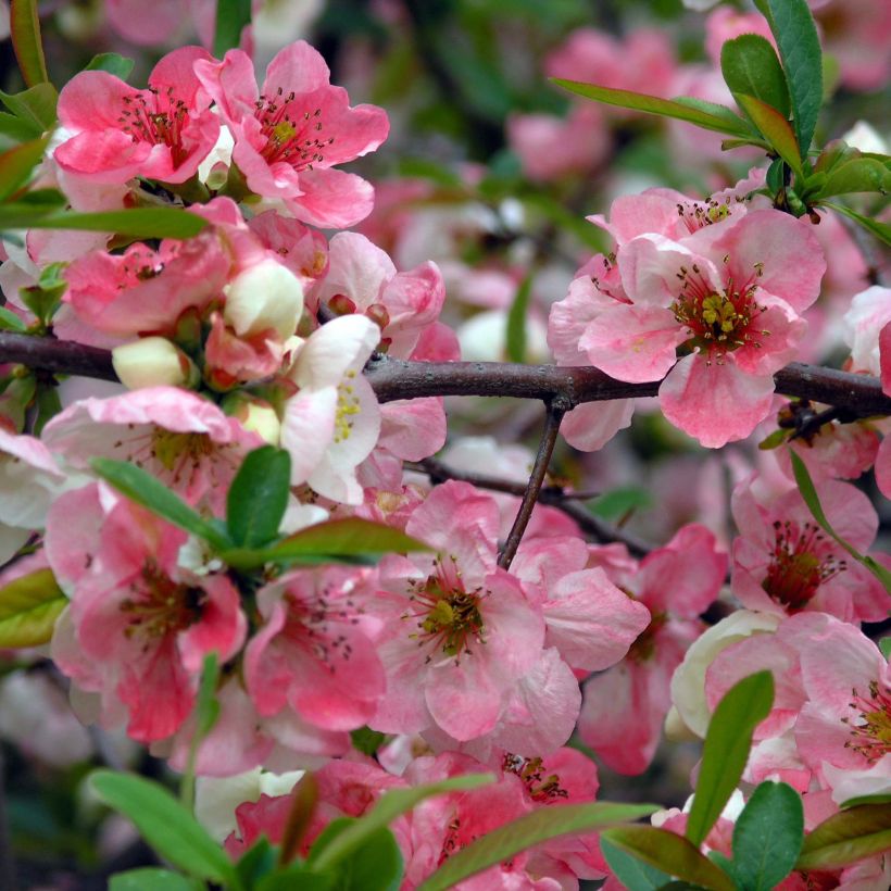 Zierquitte Toyo-Nishiki - Chaenomeles speciosa (Blüte)