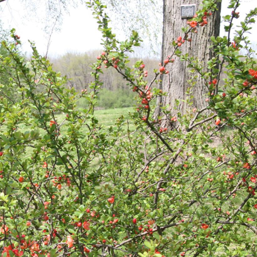 Zierquitte Clementine - Chaenomeles superba (Laub)