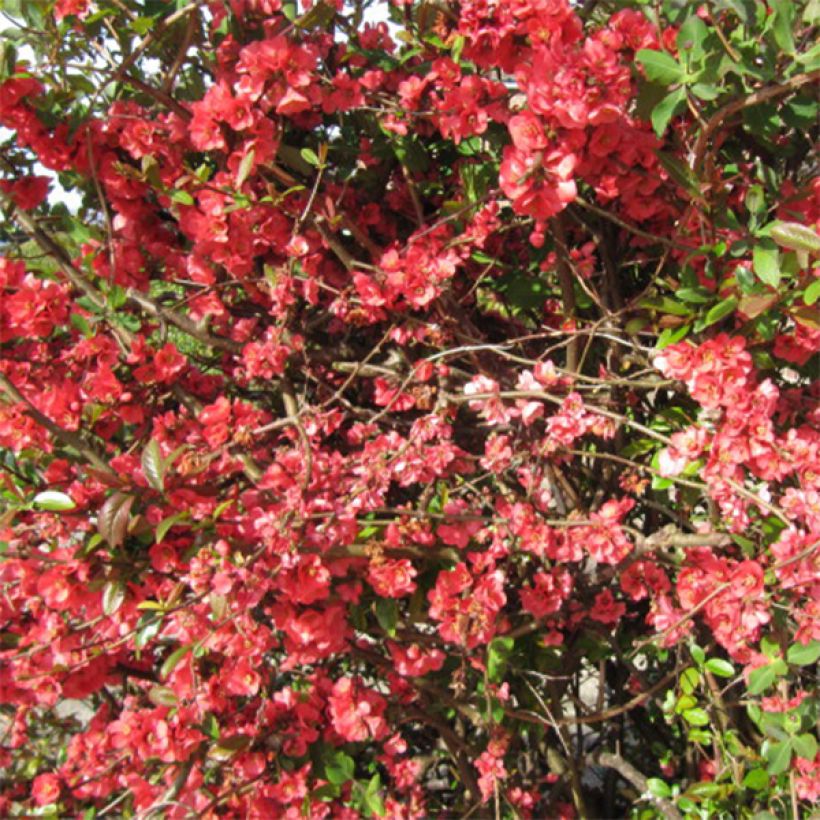 Zierquitte Clementine - Chaenomeles superba (Blüte)