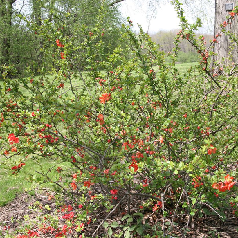 Zierquitte Clementine - Chaenomeles superba (Hafen)