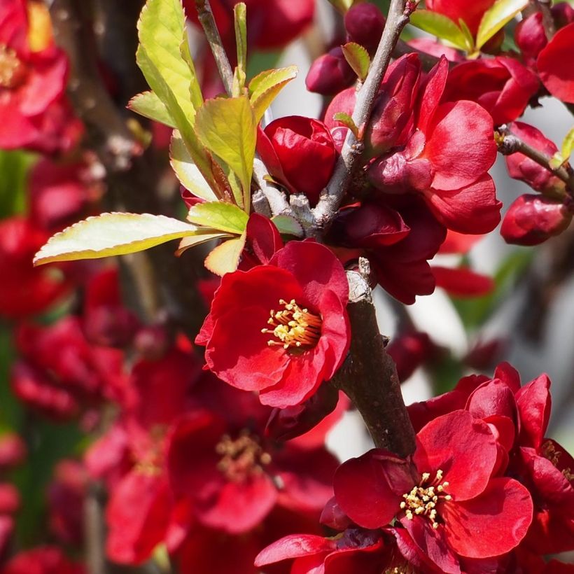 Zierquitte Etna - Chaenomeles superba (Blüte)