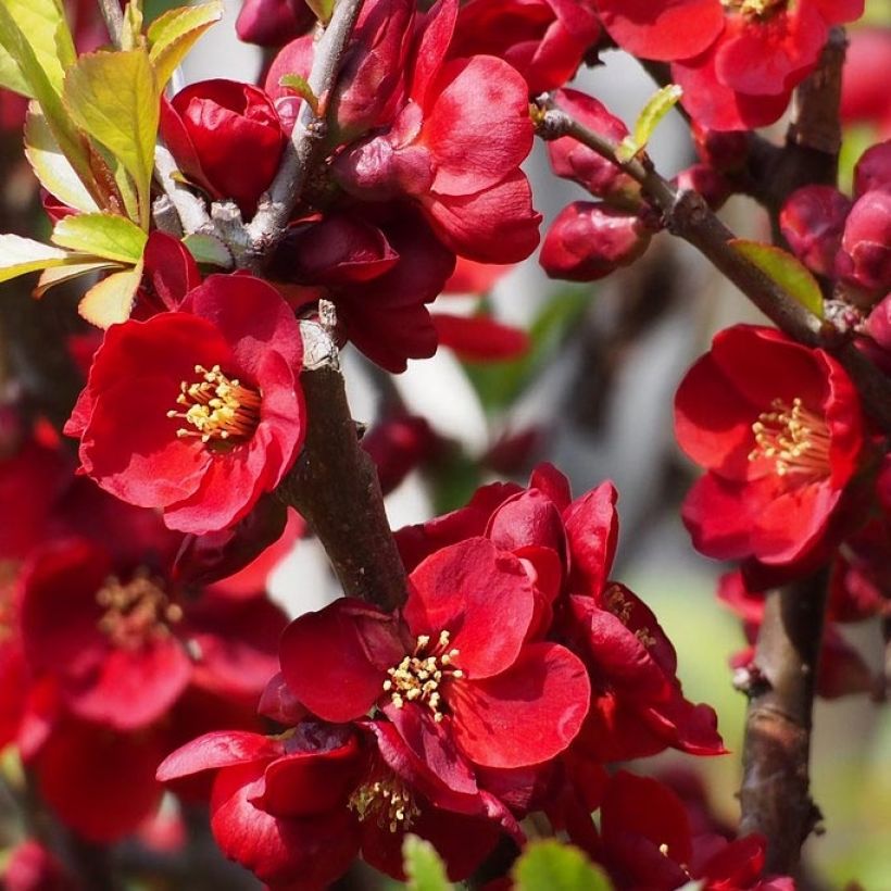 Zierquitte Hollandia - Chaenomeles superba (Blüte)