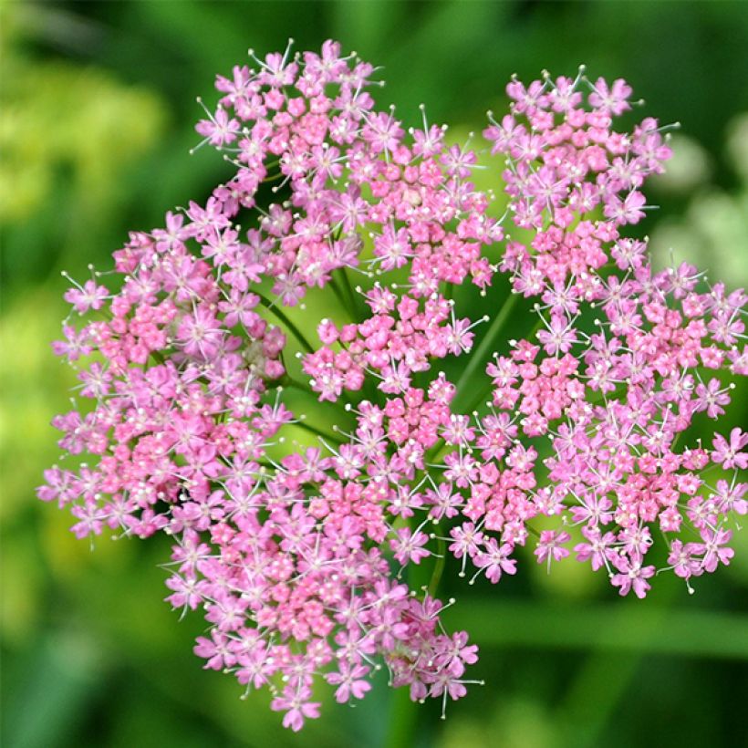 Chaerophyllum hirsutum Roseum - Rauhhaariger Kälberkropf (Blüte)