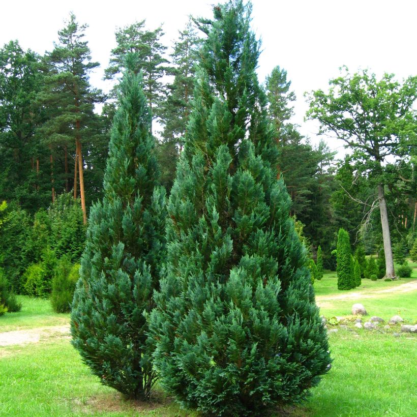 Chamaecyparis lawsoniana Columnaris (Hafen)