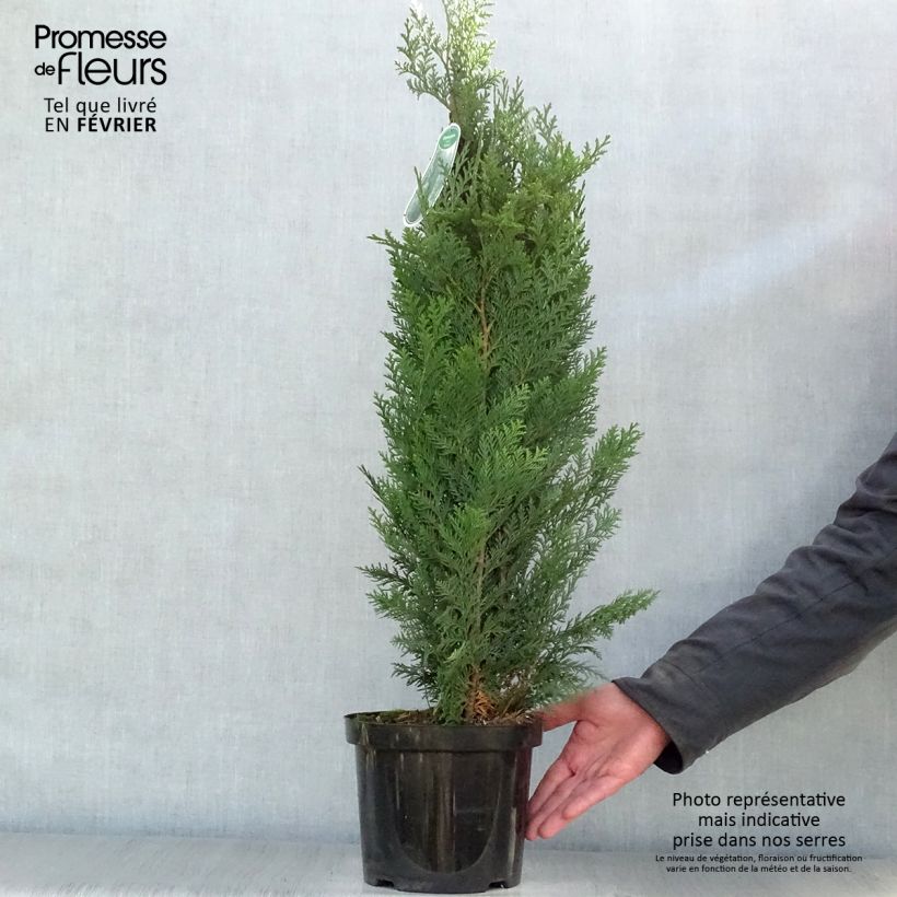 Exemplar von Chamaecyparis lawsoniana Columnaris wie im Winter geliefert